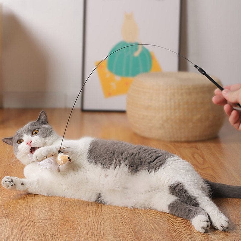 JachtPlezier Kattenvogel Set