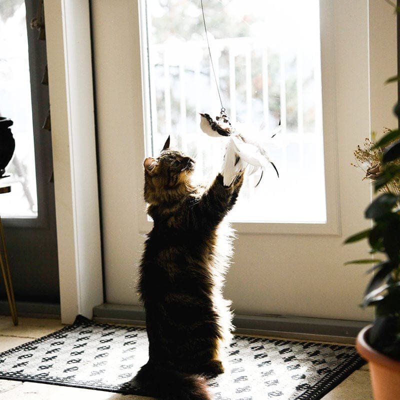 JachtPlezier Kattenvogel Set