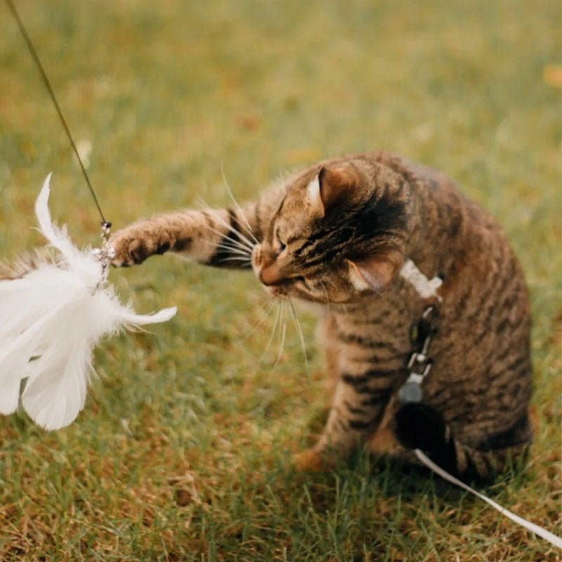 JachtPlezier Kattenvogel Set