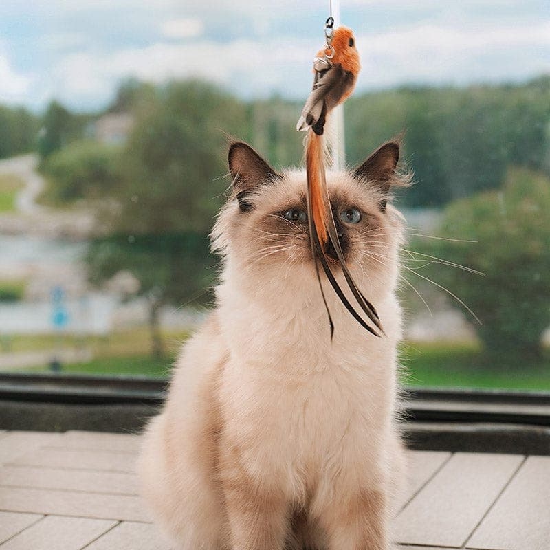 JachtPlezier Kattenvogel Set