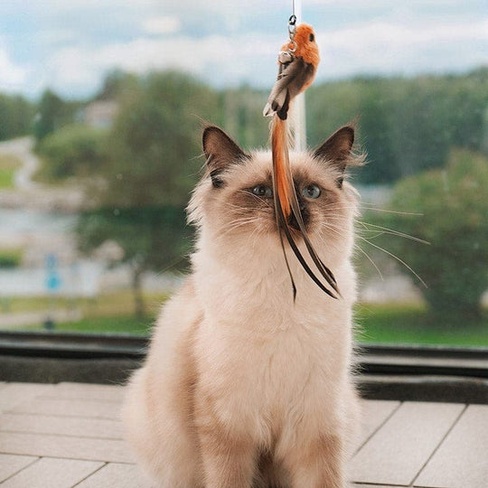 JachtPlezier Kattenvogel Set
