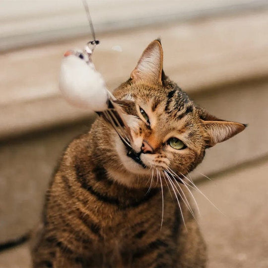 JachtPlezier Kattenvogel Set
